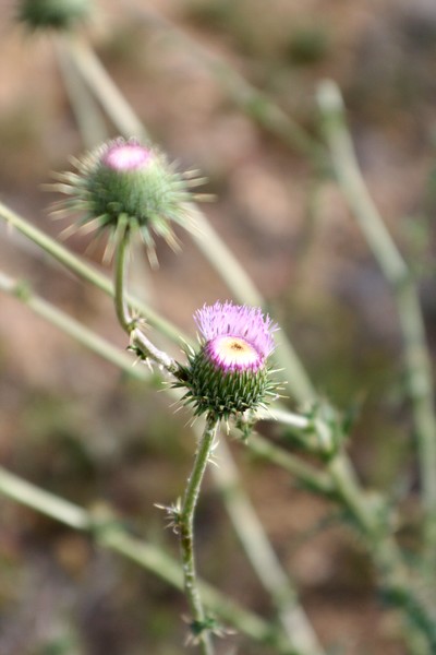 Thissle Flower Thing 2