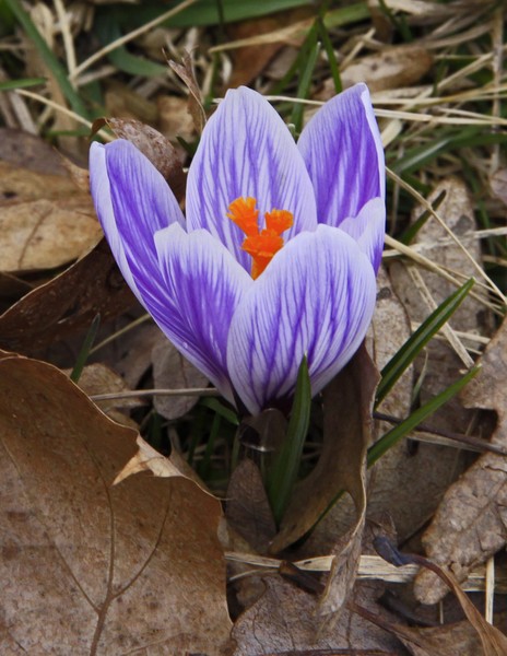 CROCUS CLOSE-UP