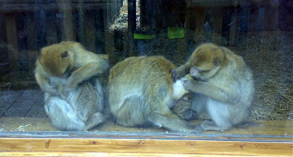 Three Wee Monkeys