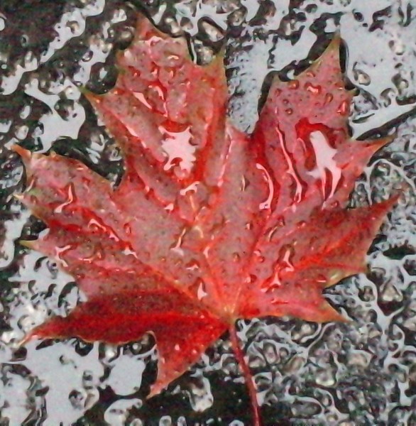 RED LEAVE ON WET GROUND