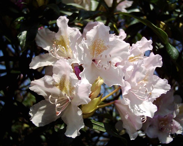 Summer Rhododendron