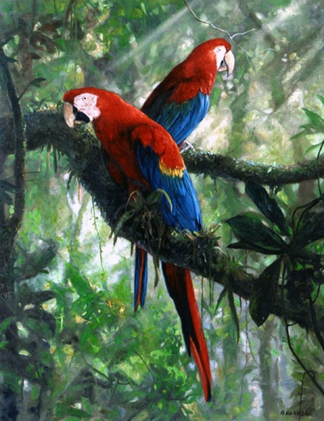 Macaws