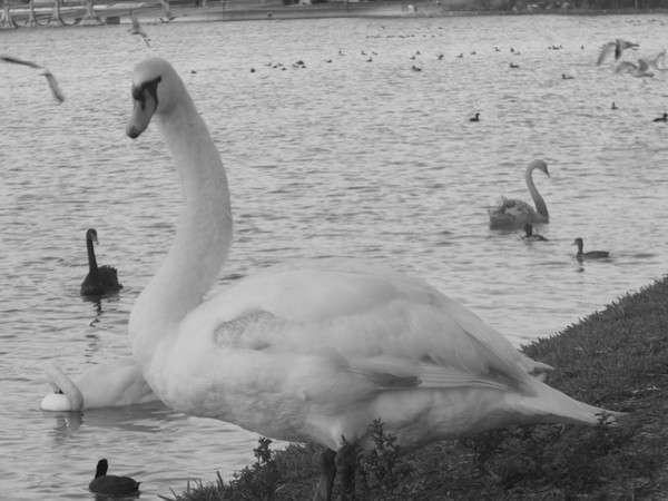 swan