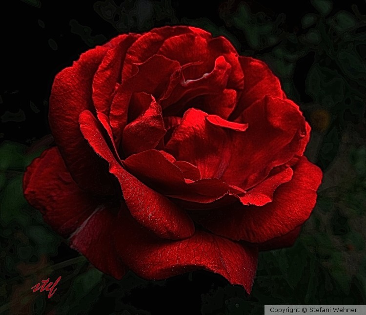 rose rouge