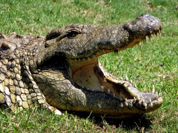 Croc Mouth