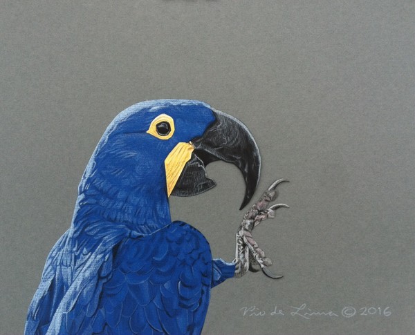 Hyacinth Macaw Drawing
