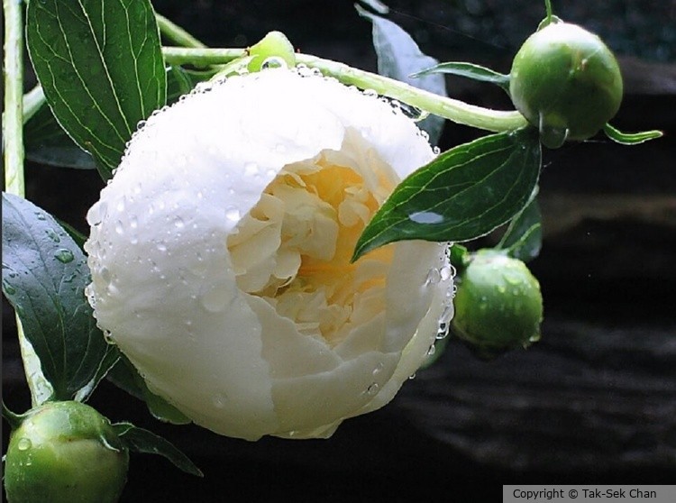 Dewdrops adorned a peony blossom while it was attended by green leaves. 06-10-2006