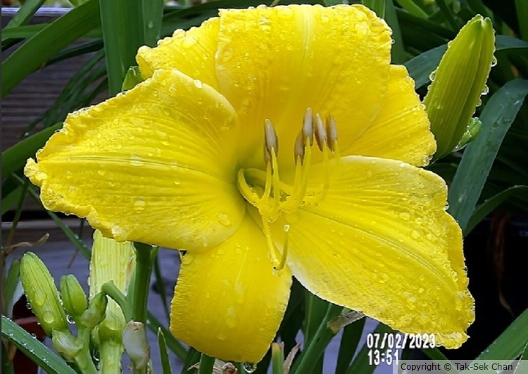 Daylily (Hemerocallis middendorffii) Russell's, Wayland, MA, 07-02-2023