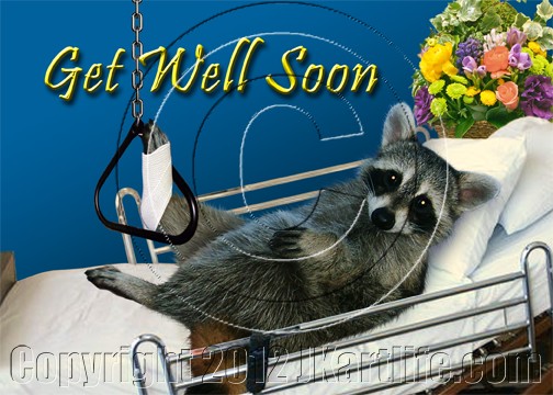 Get Well Soon Raccoon in Hospital