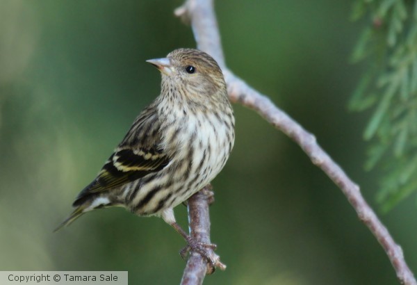 Pine Siskin