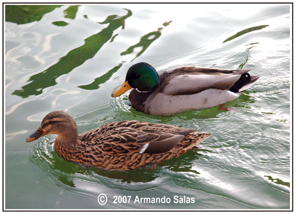 Ducks in París