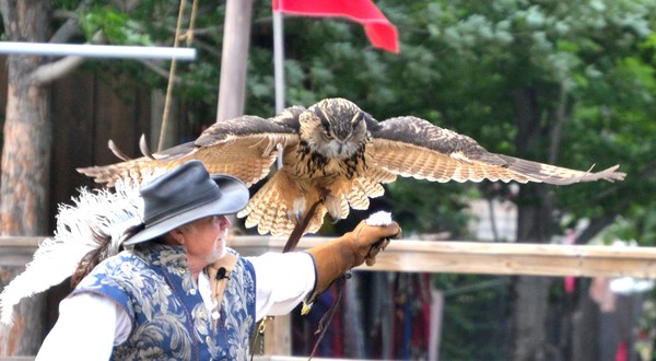 Eagle Owl