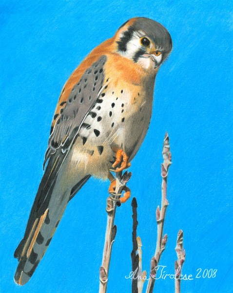 Kestrel