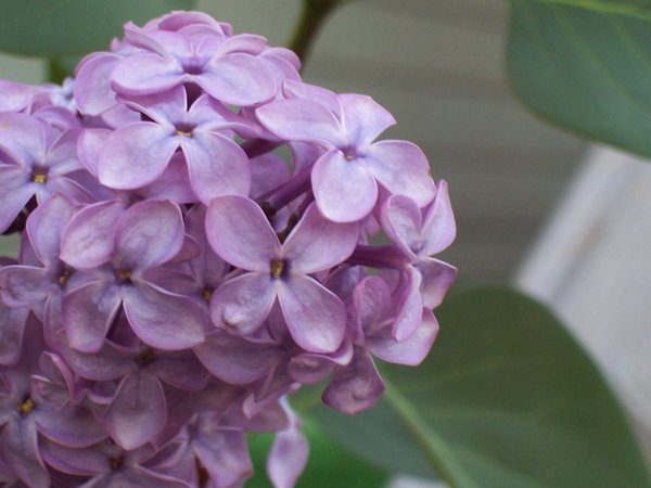 Soothing Lilacs