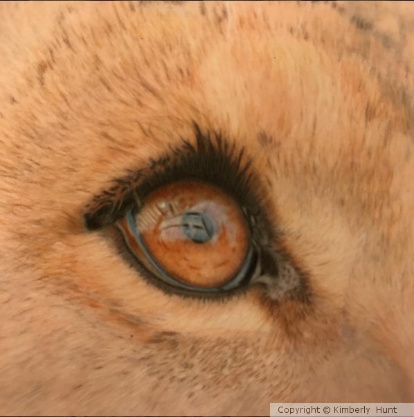 Lions Eye