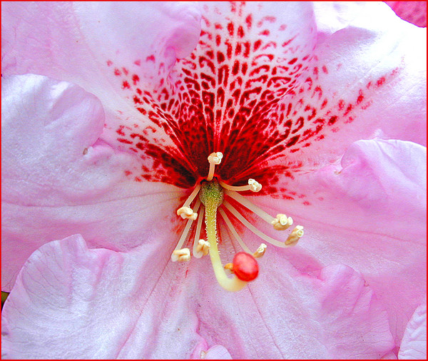 Rhododendron