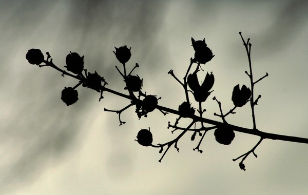 Crape Myrtle