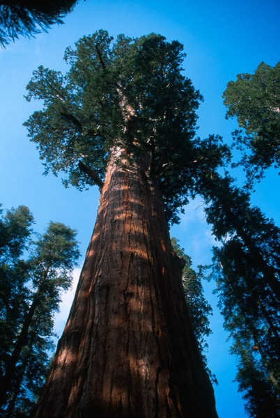 General Sherman Tree