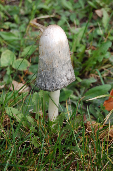 Mushroom