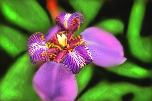 Purple freckled orchid with grassy greens 
