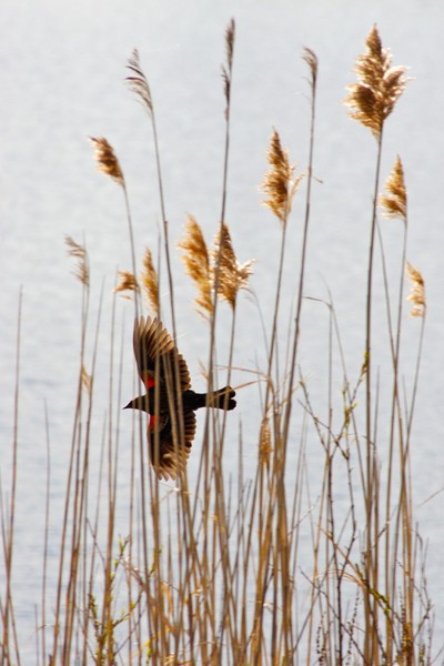 Redwing in Flight