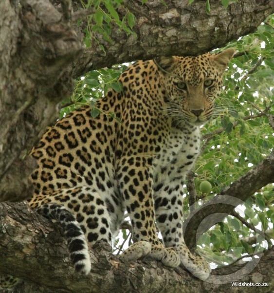 Leopard - The silent hunter