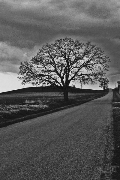 Lone tree, long road