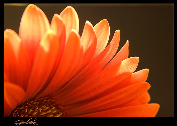 Gerbera