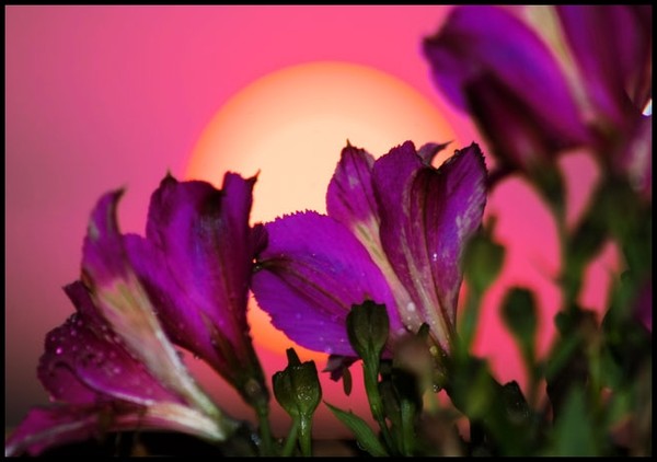 Flowers Against A Summer Sunset