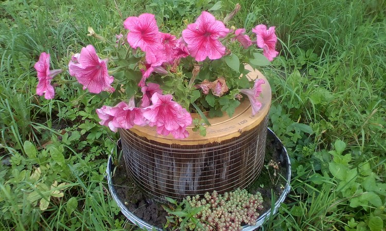 Pot with flowers