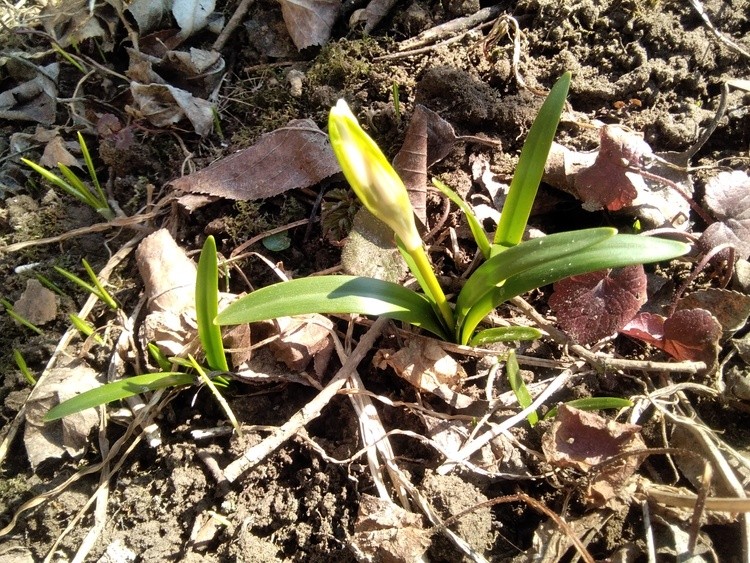 Garden snowdrops bud