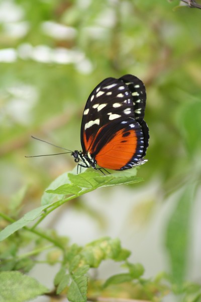 Cute little butterfly resting
