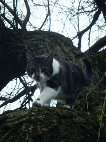 The cat in the tree 2