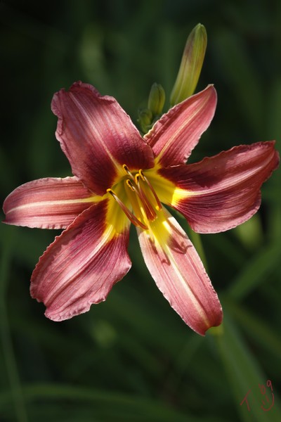 wine colored lily