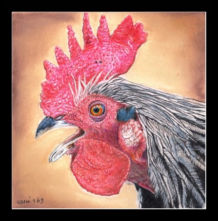 nc orig drawing rooster chicken