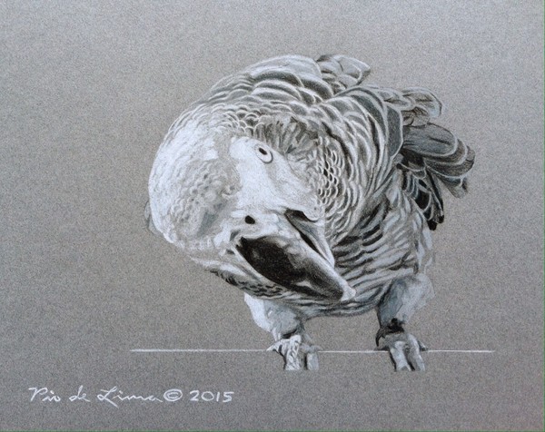 African Grey Parrot (Original Artwork Sold)