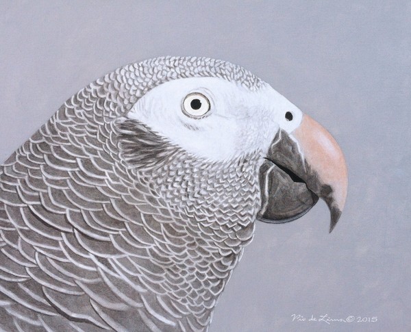 Timneh Grey Parrot Acrylic Painting