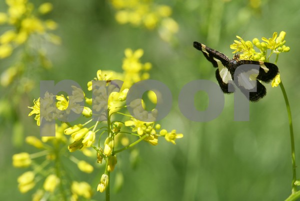 Butterfly & Flower