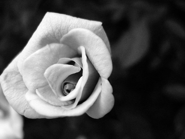 Snow white rose