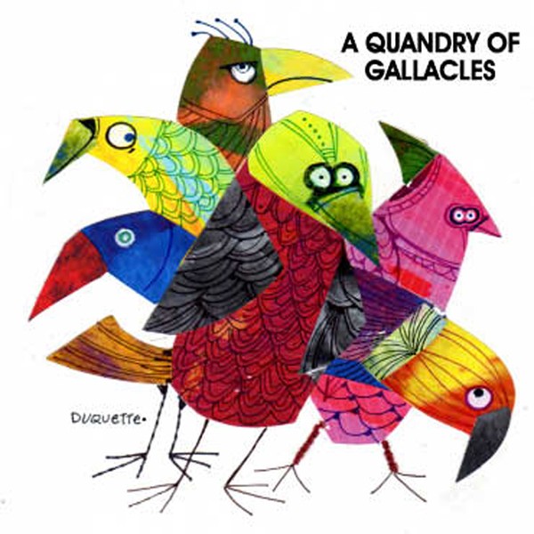 A QUANDRY OF GALLLACLES