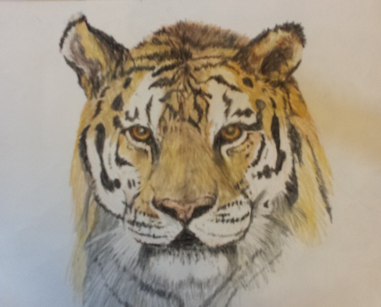 Pencil Tiger