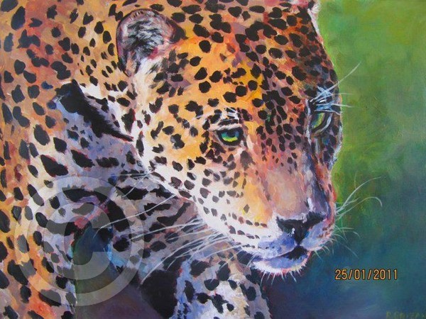 Elusive Cape Leopard
