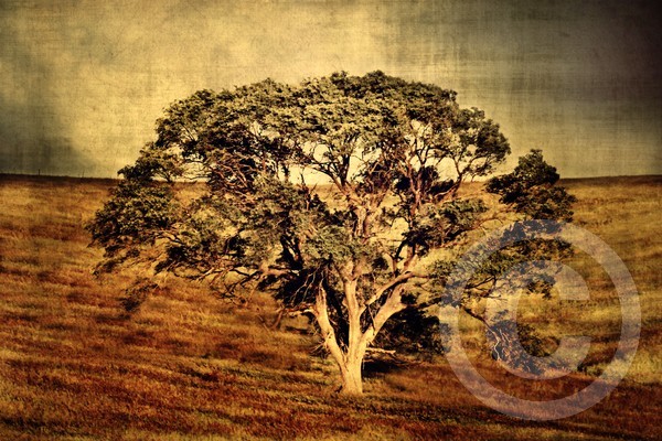 Pasture Tree