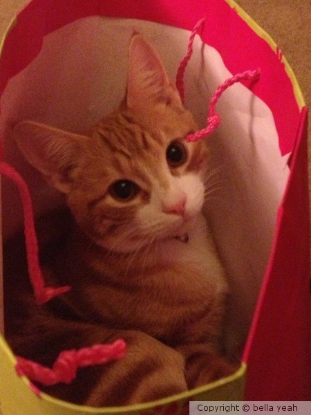 gift wrapped kitten!