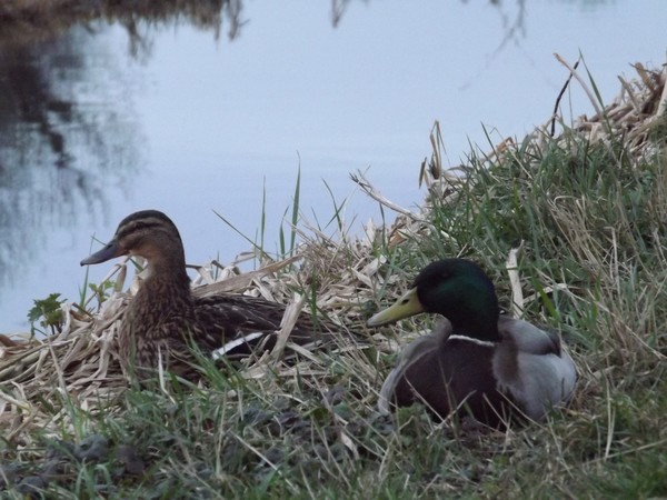 Pair of ducks