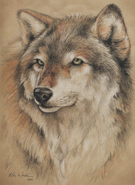 Wolf glare
