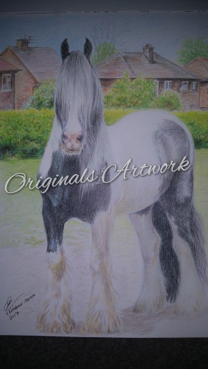 Gypsy Vanner Traditional Coloured Cob