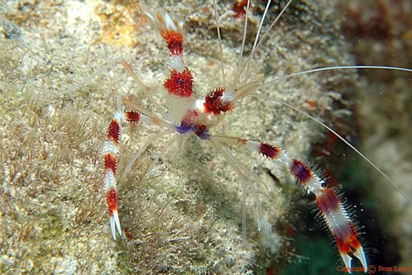 Banded Coral Shrimp