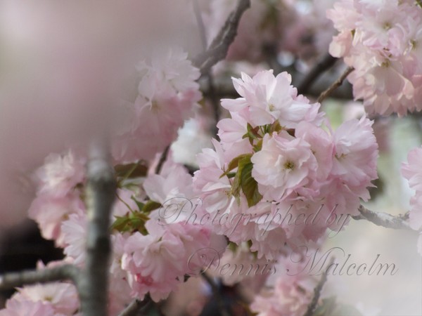 Sakura Matsuri