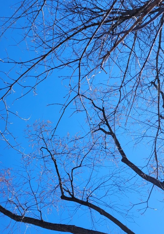 Winter trees in a clear sky